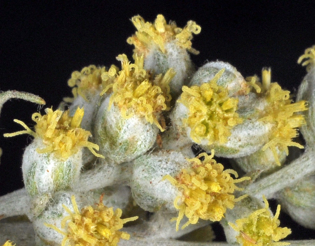 A closer photo of Artemisia ludoviciana flowers