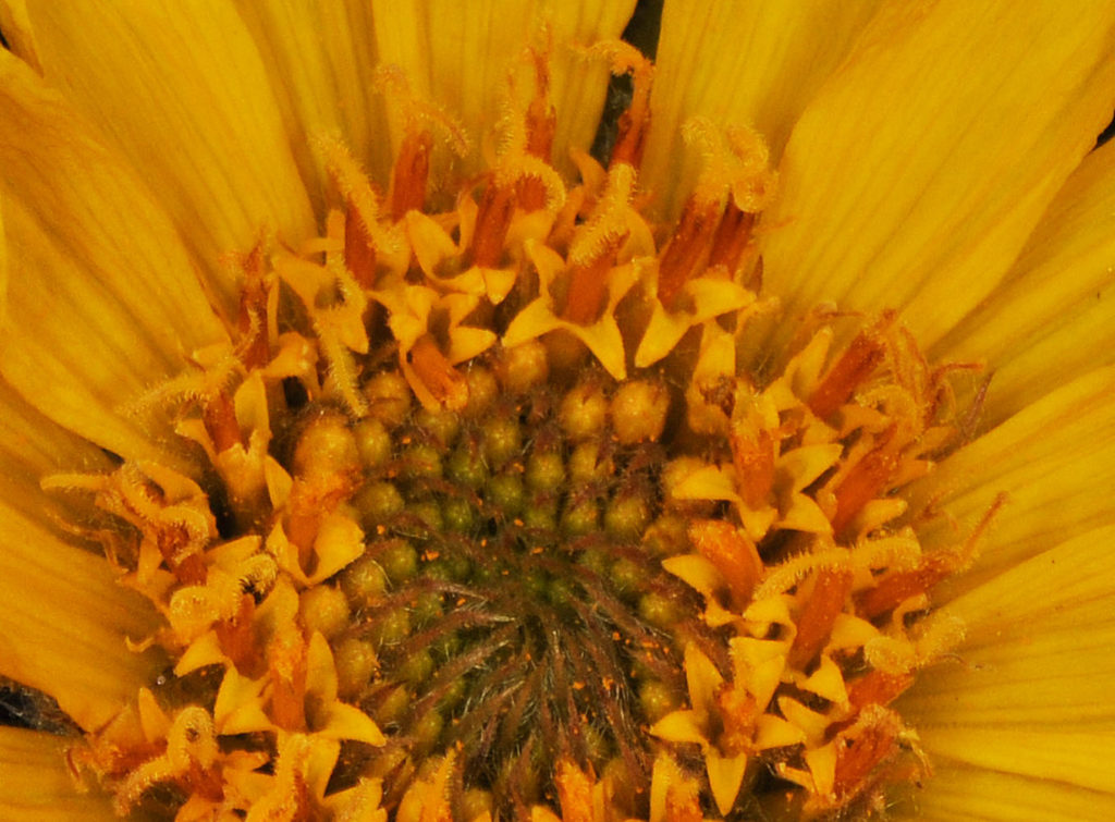 Flora of Eastern Washington Image: Balsamorhiza serrata 10