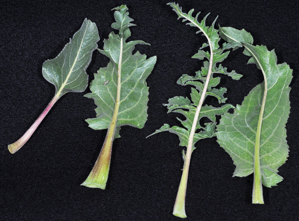 Flora of Eastern Washington Image: Balsamorhiza serrata 4