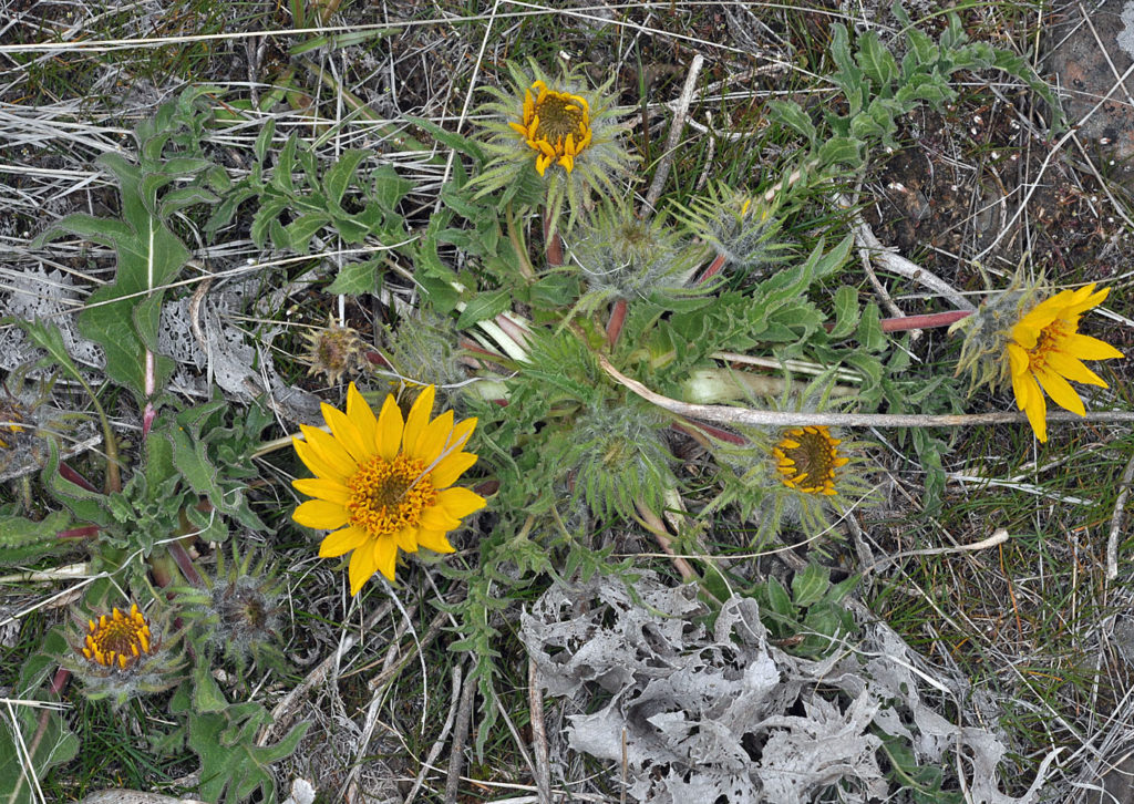 Flora of Eastern Washington Image: Balsamorhiza serrata 3
