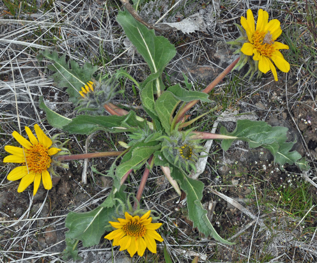 Flora of Eastern Washington Image: Balsamorhiza serrata 2
