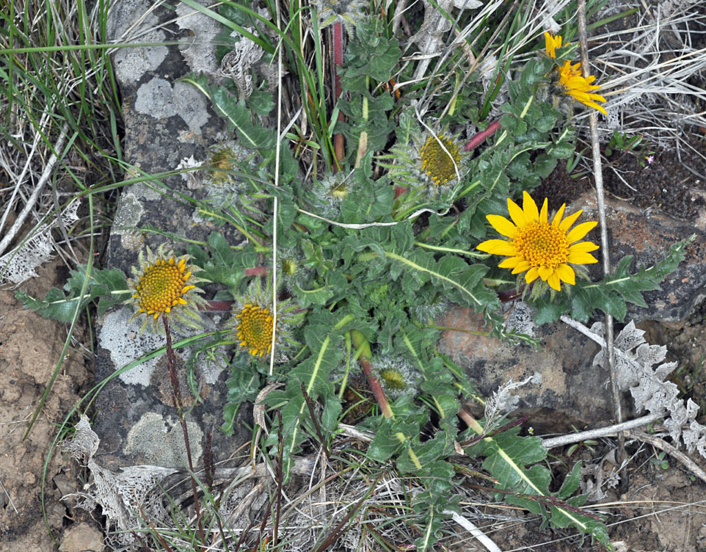Flora of Eastern Washington Image: Balsamorhiza serrata