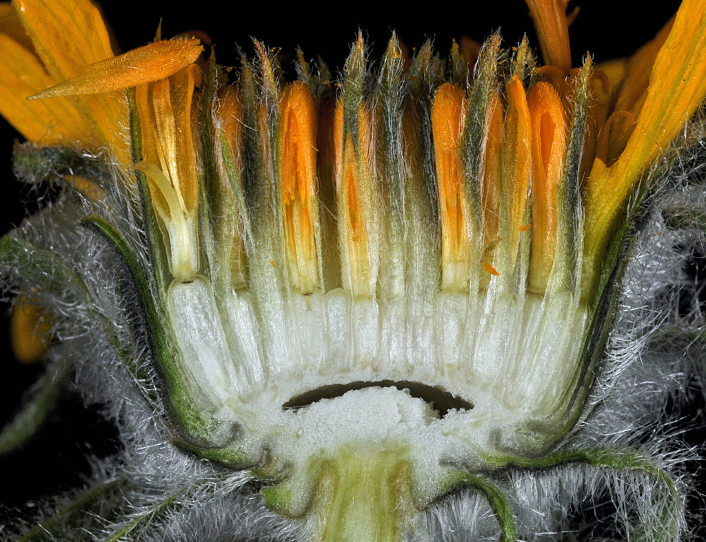 Flora of Eastern Washington Image: Balsamorhiza serrata 8