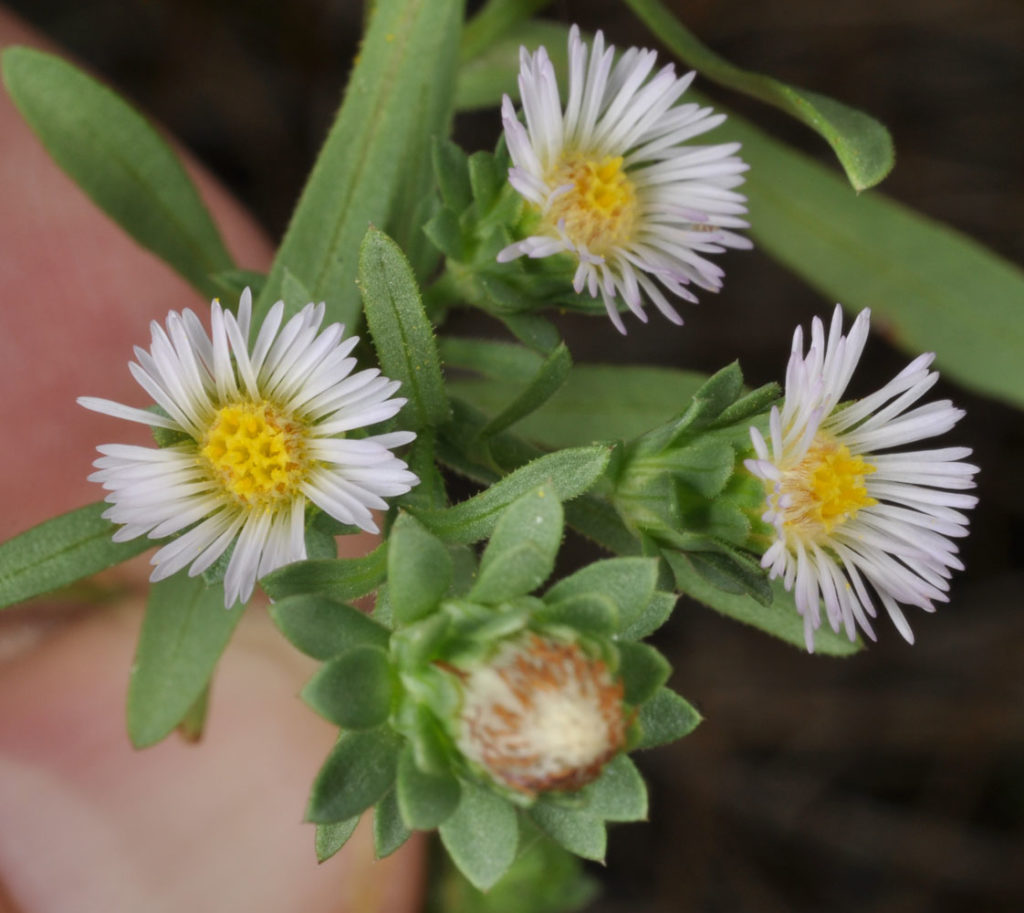 Flora of Eastern Washington Image: Symphyotrichum frondosum full flowerr