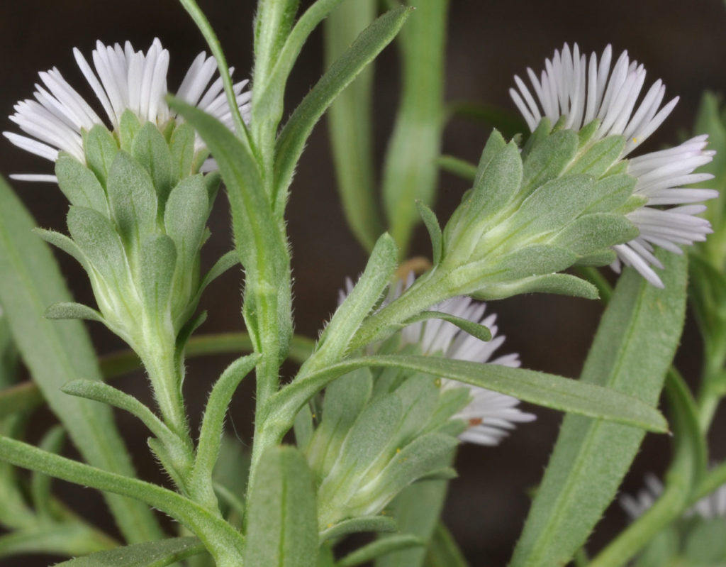 Flora of Eastern Washington Image: Symphyotrichum frondosum flower bulbs in nature
