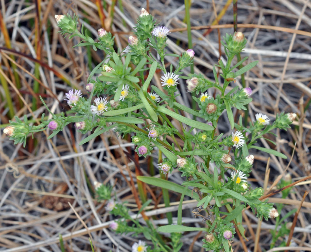 Flora of Eastern Washington Image: Symphyotrichum frondosum full plant in nature