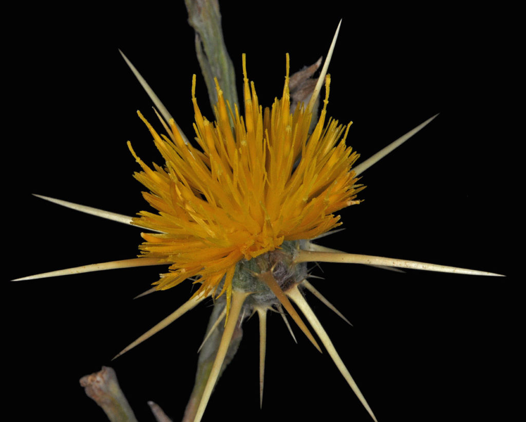 Flora of Eastern Washington Image: Centaurea solstitialis 3