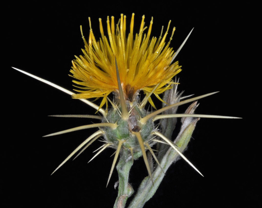 Flora of Eastern Washington Image: Centaurea solstitialis 2