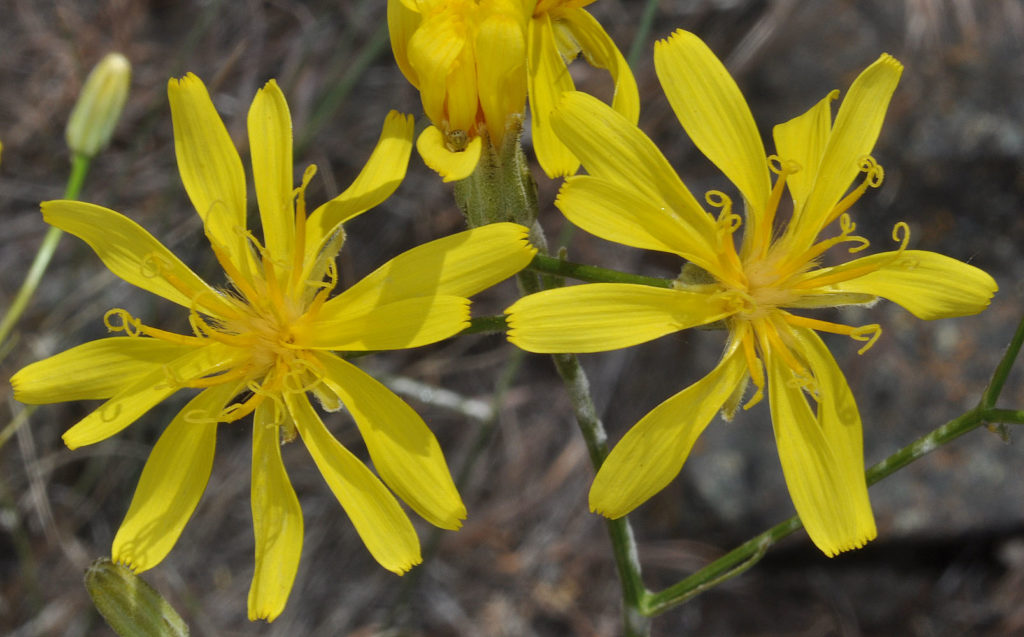 Flora of Eastern Washington Image: Crepis atribarba 5