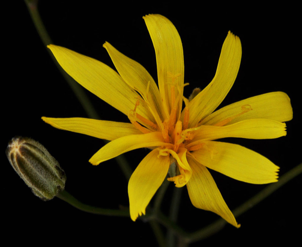 Flora of Eastern Washington Image: Crepis atribarba 8