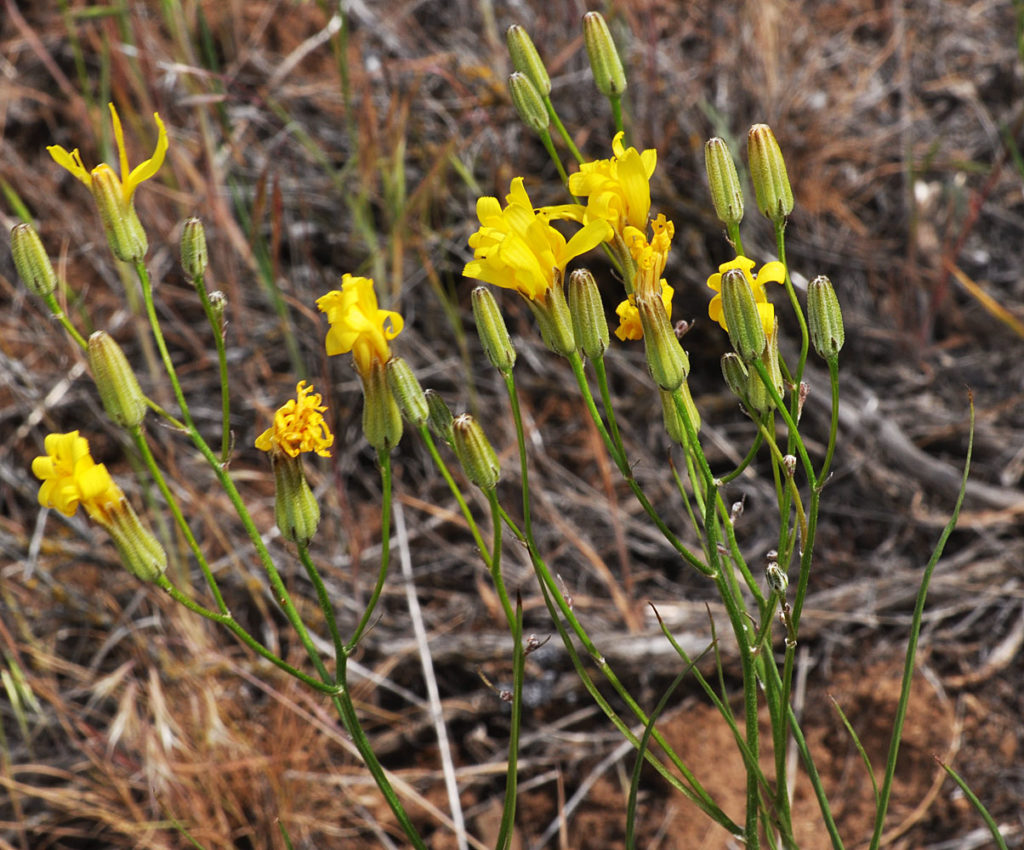 Flora of Eastern Washington Image: Crepis atribarba 6