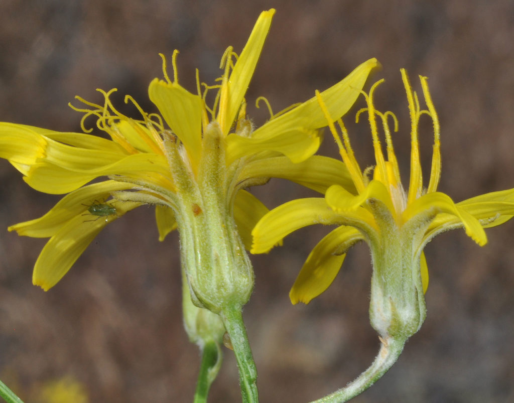 Flora of Eastern Washington Image: Crepis atribarba 4