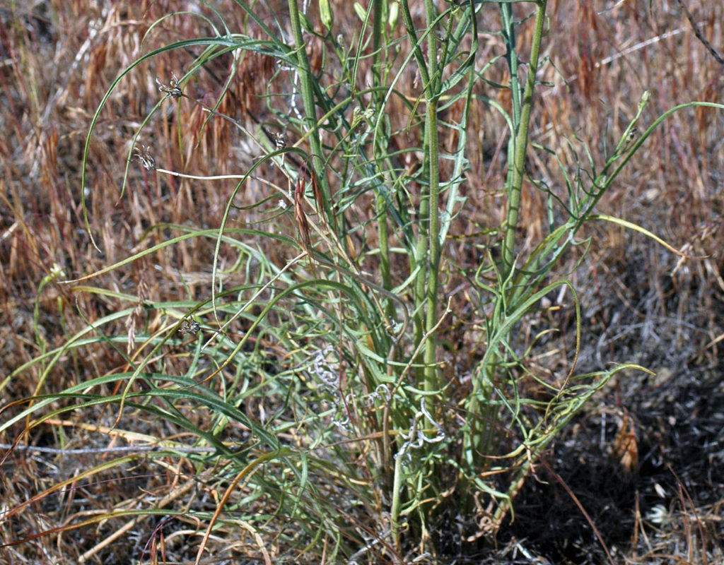 Flora of Eastern Washington Image: Crepis atribarba 2