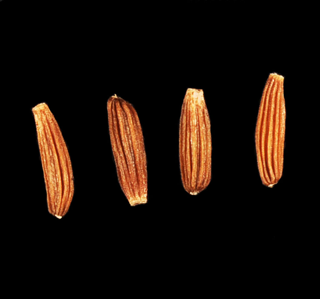 Flora of Eastern Washington Image: Crepis runcinata 20