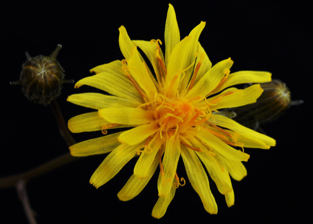 Flora of Eastern Washington Image: Crepis runcinata 15