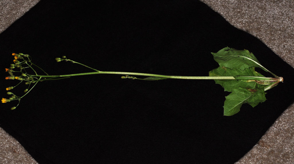 Flora of Eastern Washington Image: Crepis runcinata