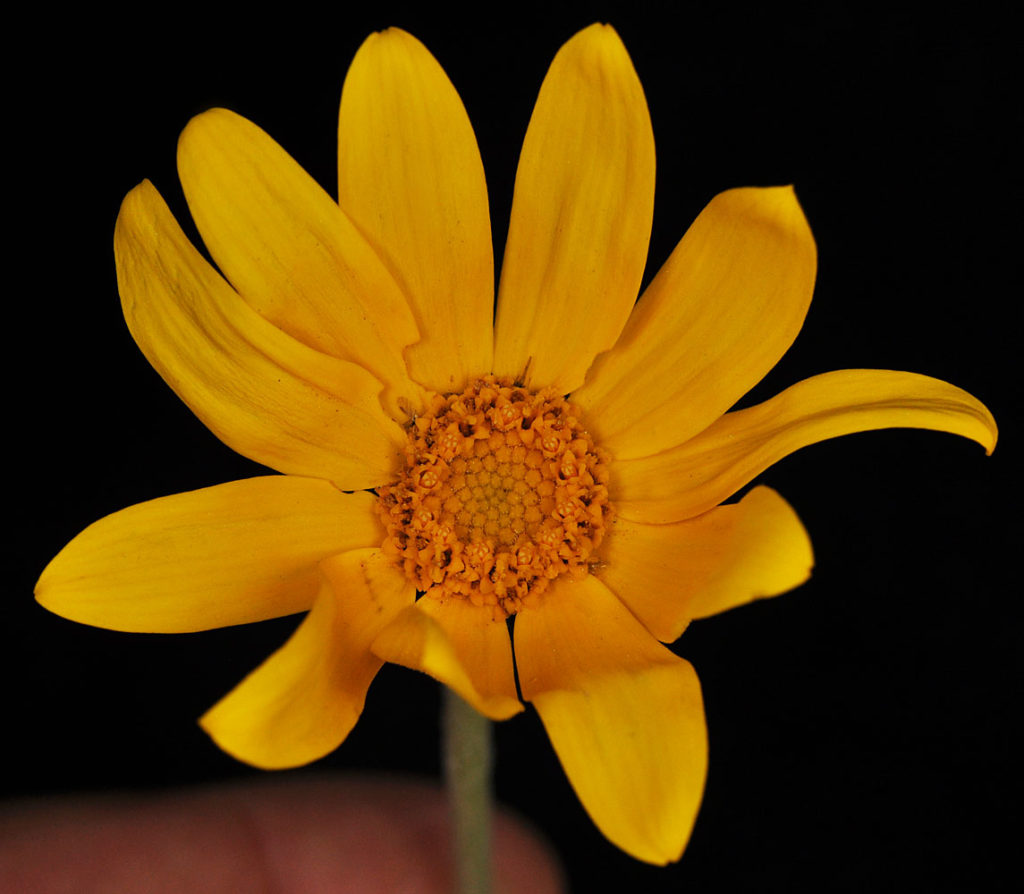 Flora of Eastern Washington Image: Eriophyllum lanatum 5