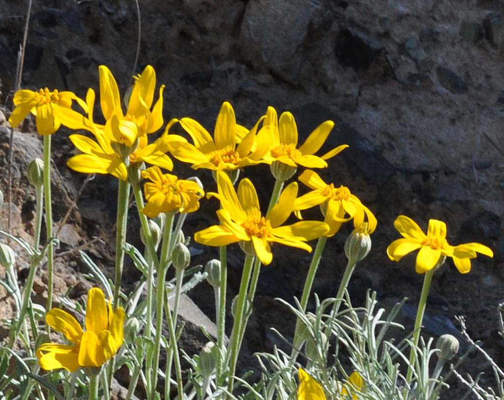 Flora of Eastern Washington Image: Eriophyllum lanatum 4