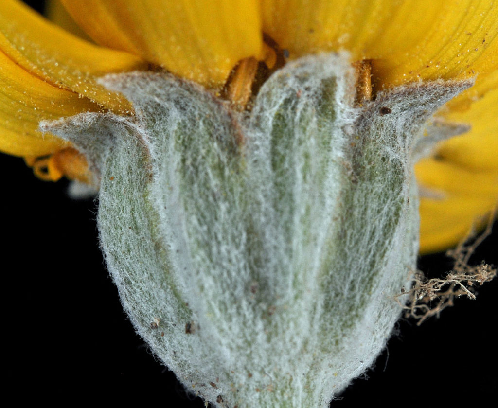 Flora of Eastern Washington Image: Eriophyllum lanatum 3