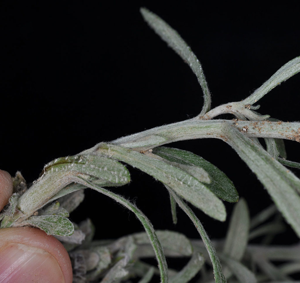 Flora of Eastern Washington Image: Eriophyllum lanatum 2