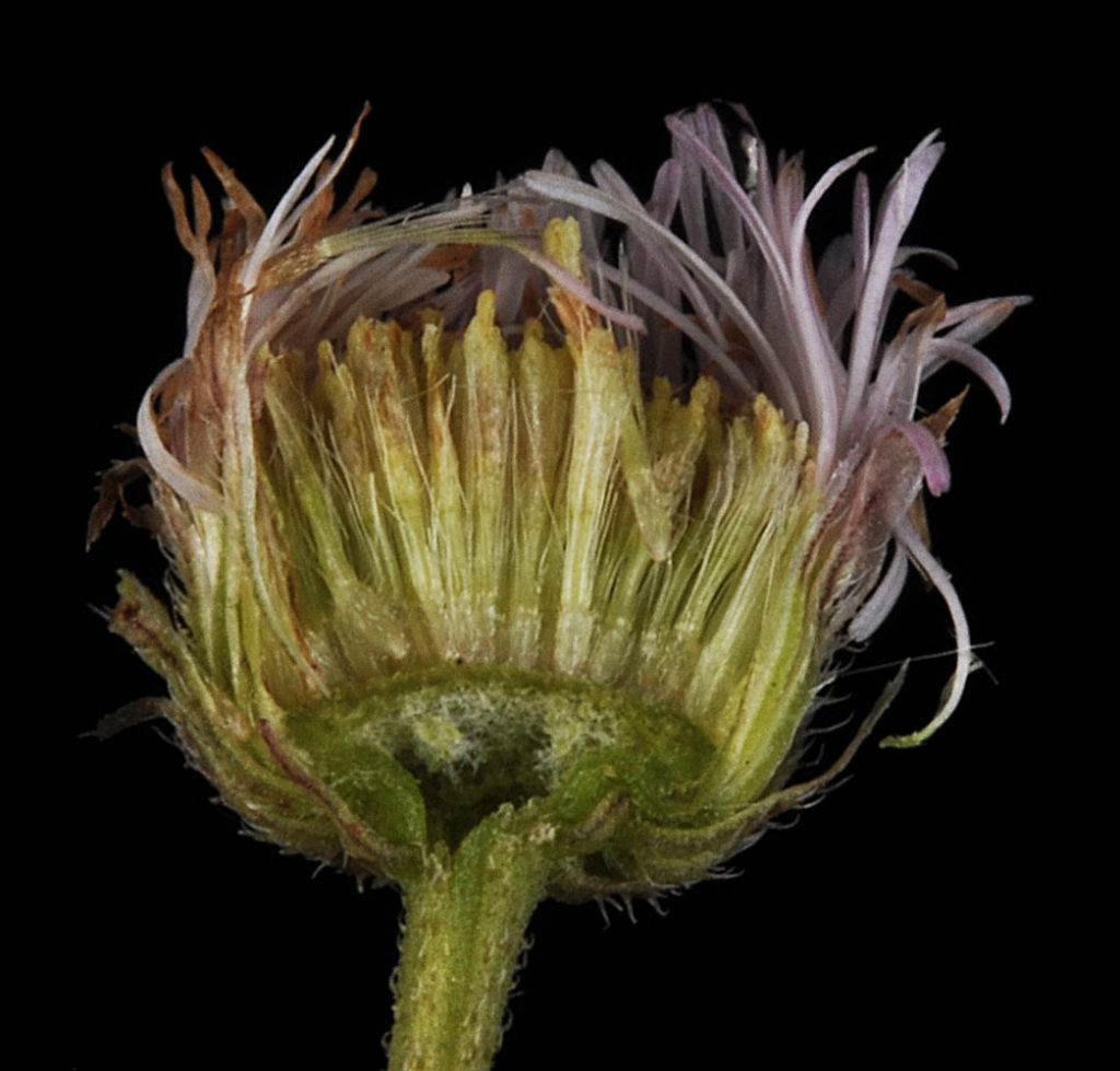 Flora of Eastern Washington Image: Erigeron philadelphicus 12