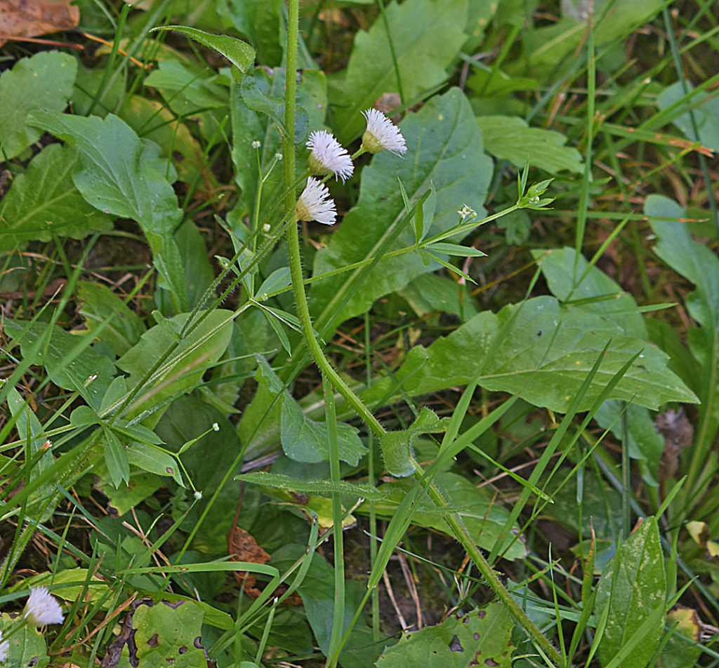 Flora of Eastern Washington Image: Erigeron philadelphicus 15