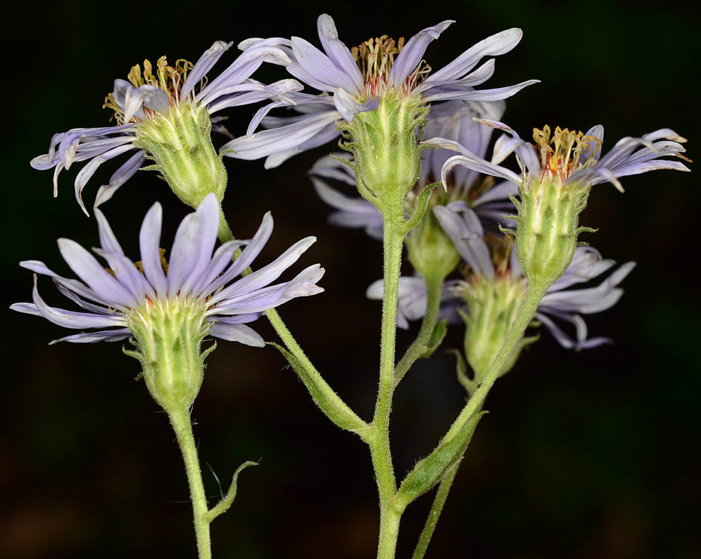 Flora of Eastern Washington Image: Eurybia conspicua 5
