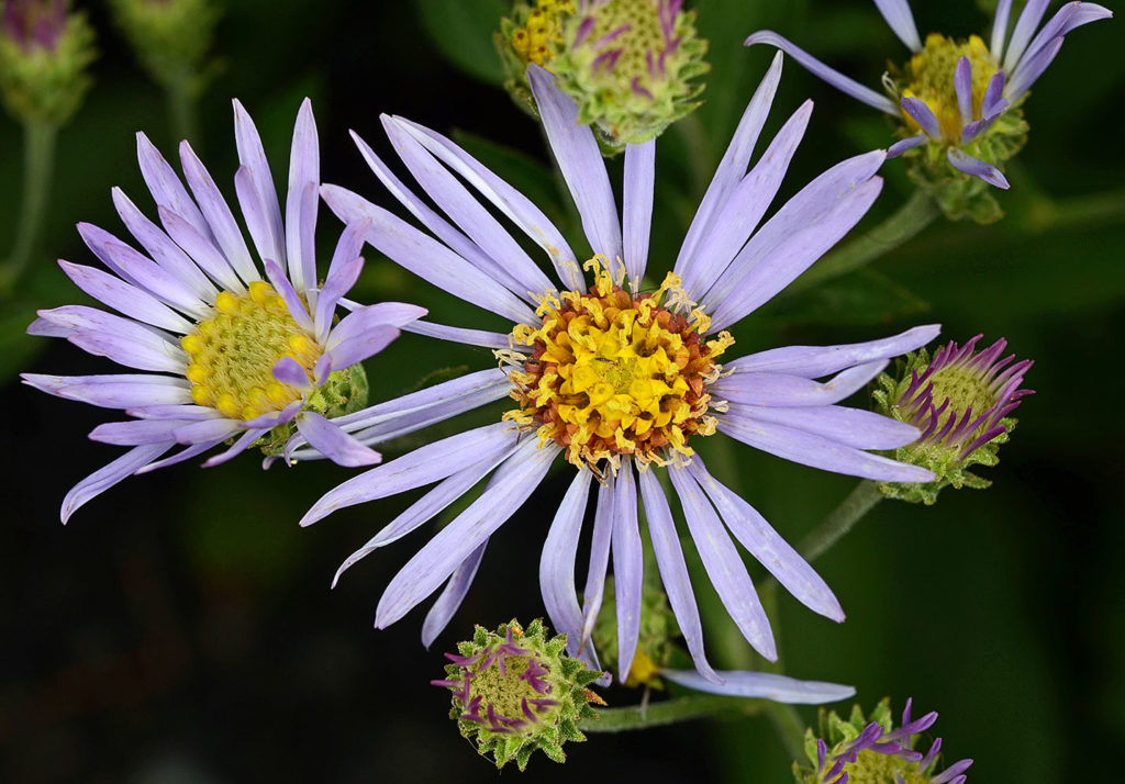 Flora of Eastern Washington Image: Eurybia conspicua 11