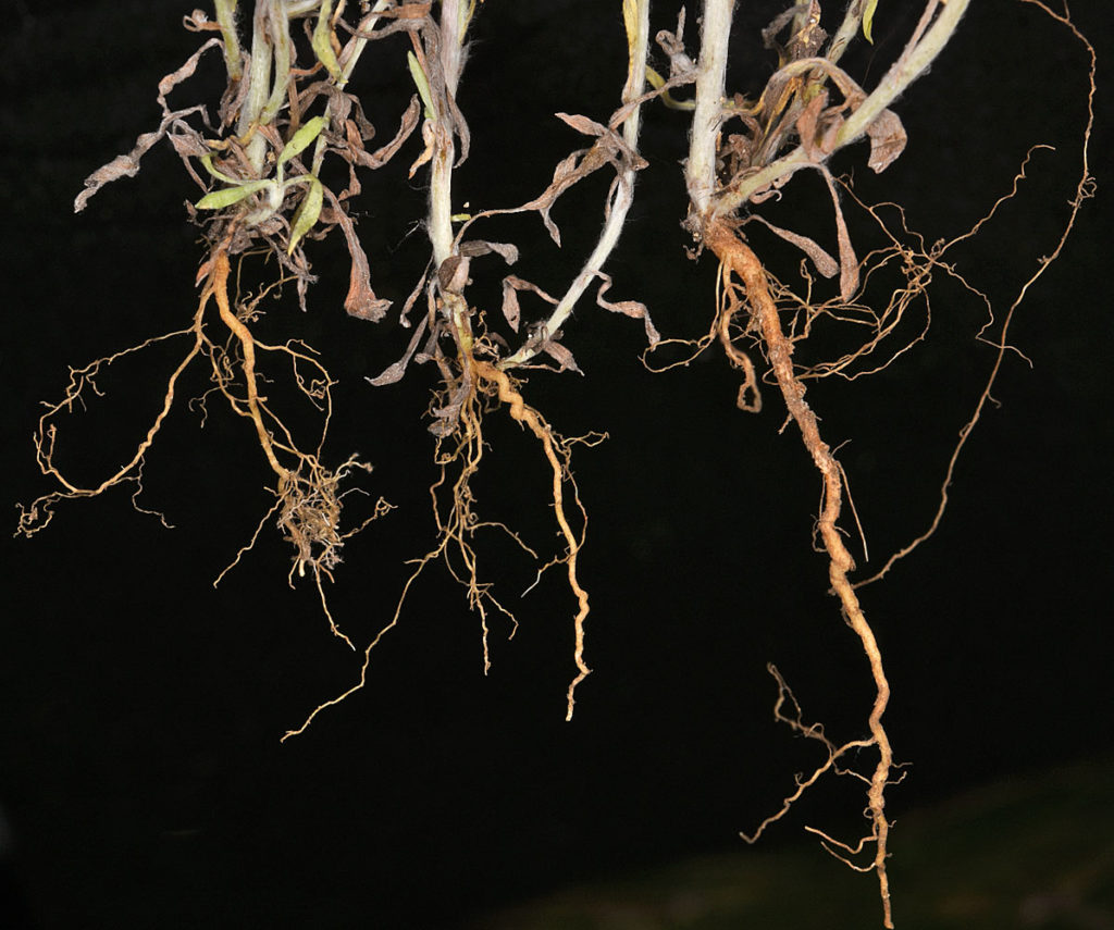 Flora of Eastern Washington Image: Gnaphalium uliginosum