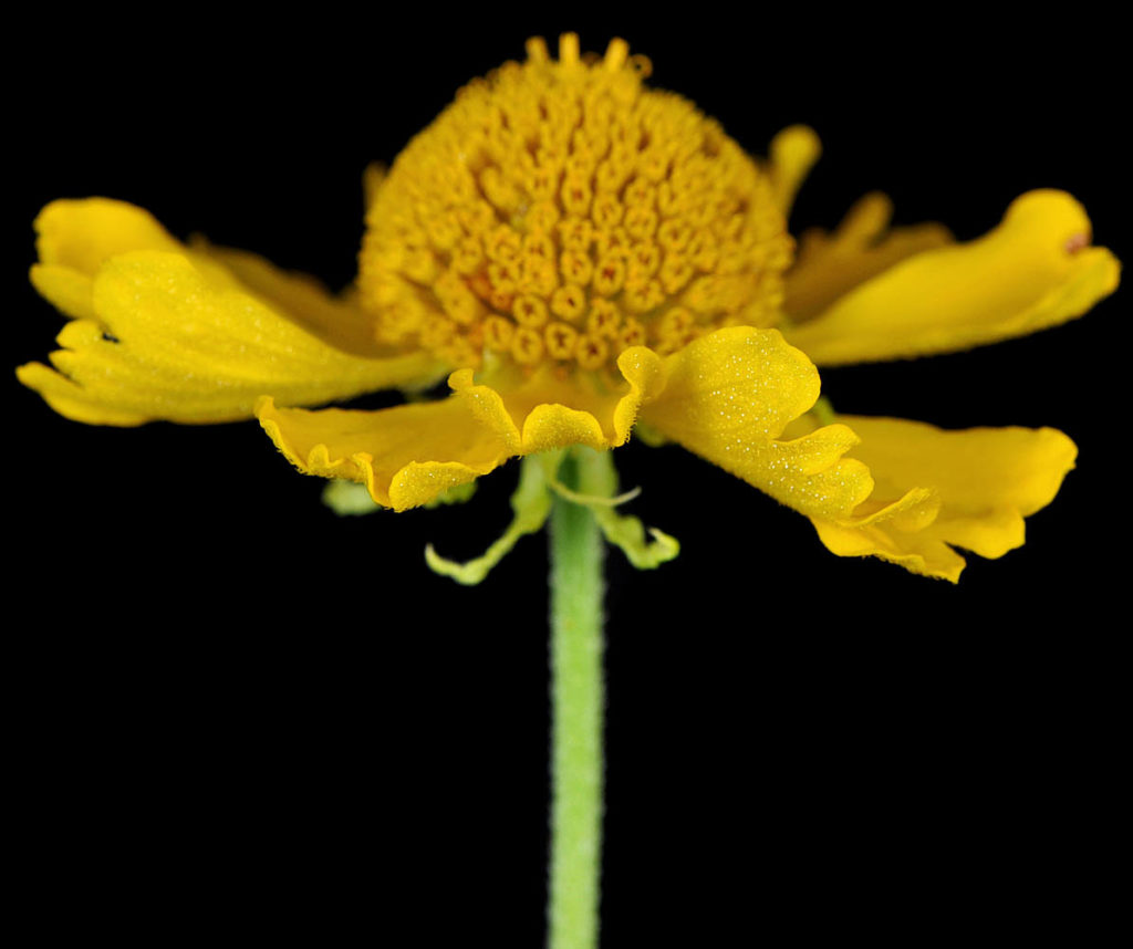 Flora of Eastern Washington Image: Helenium autumnale 18