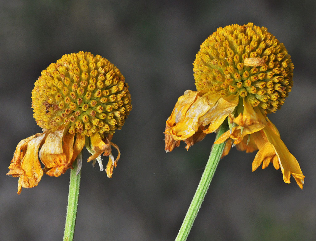 Flora of Eastern Washington Image: Helenium autumnale 12