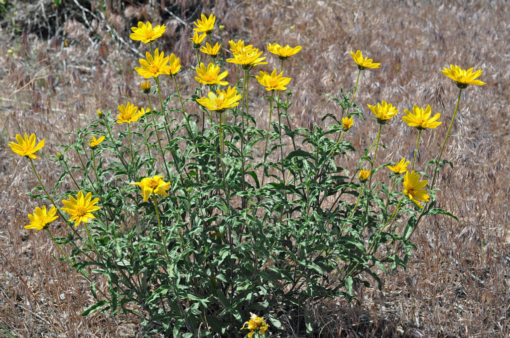 Flora of Eastern Washington Image: Helianthus cusickii 8