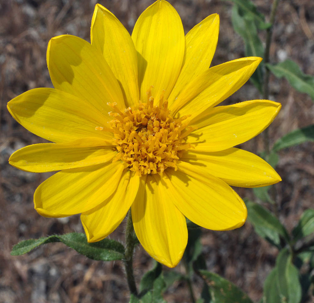 Flora of Eastern Washington Image: Helianthus cusickii 9