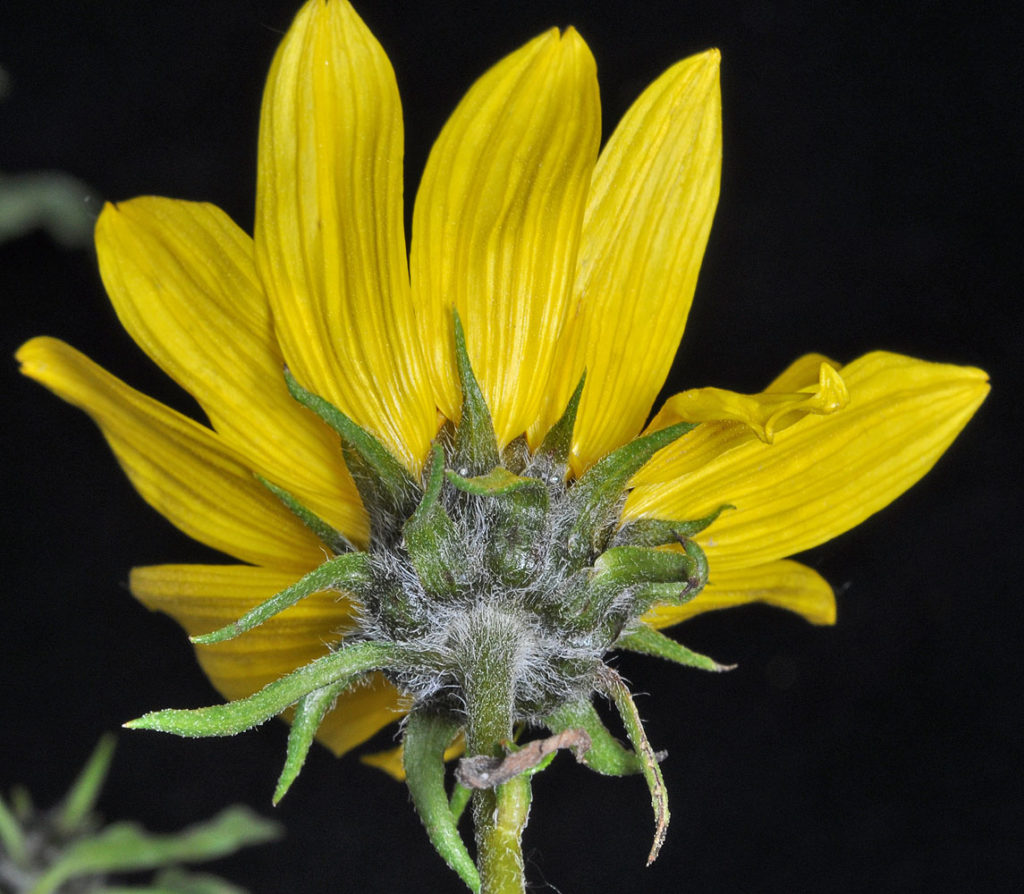 Flora of Eastern Washington Image: Helianthus cusickii 4