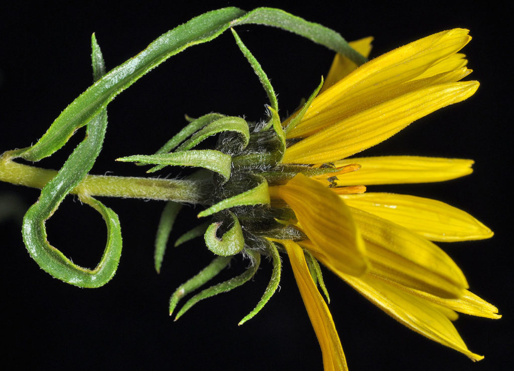 Flora of Eastern Washington Image: Helianthus cusickii 6