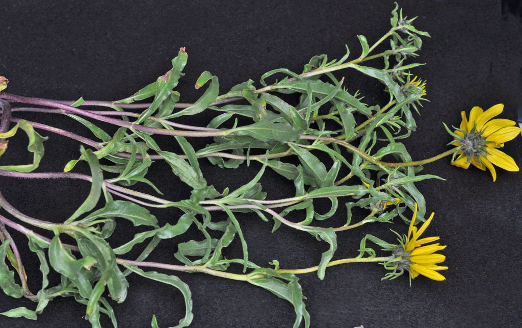 Flora of Eastern Washington Image: Helianthus cusickii 2