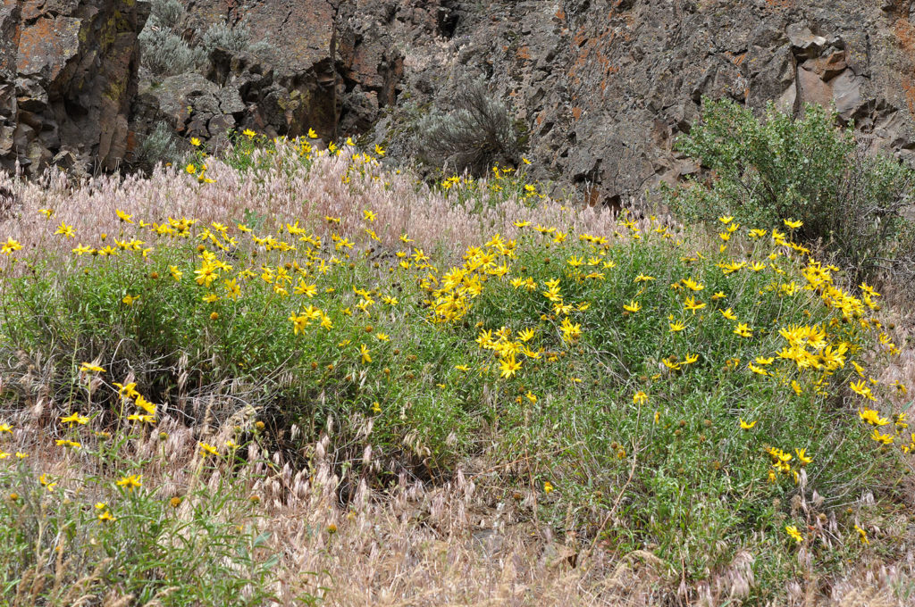 Flora of Eastern Washington Image: Helianthus cusickii 1