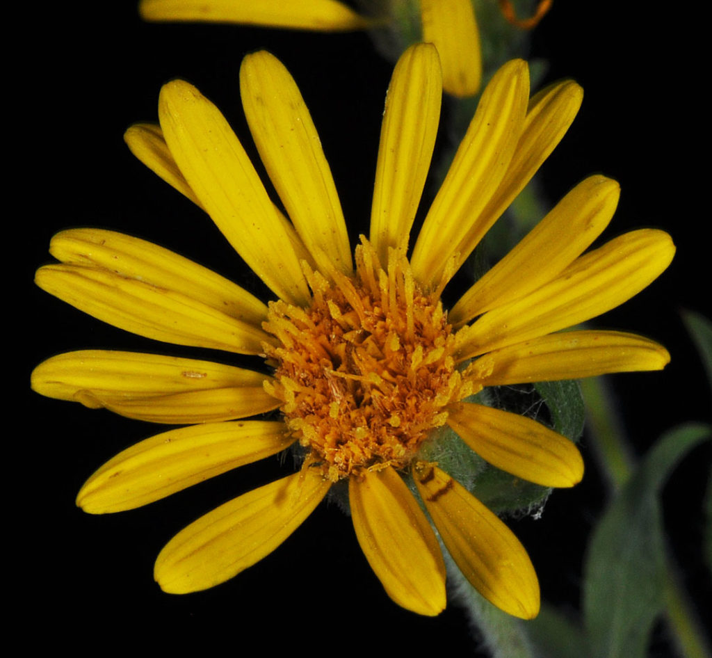 Flora of Eastern Washington Image: Heterotheca villosa 11