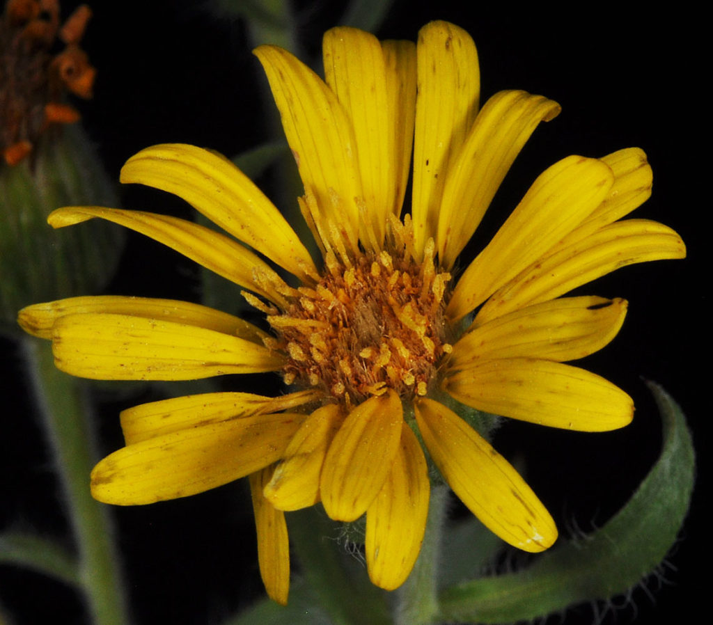 Flora of Eastern Washington Image: Heterotheca villosa 10