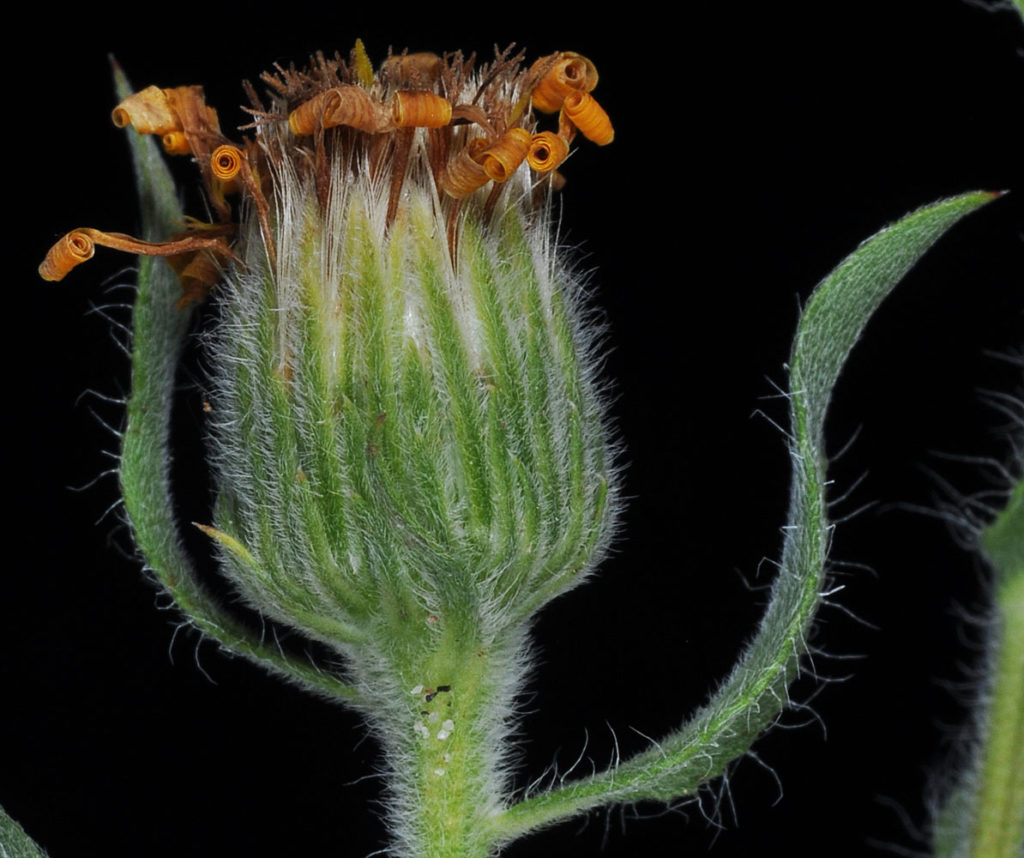 Flora of Eastern Washington Image: Heterotheca villosa 8