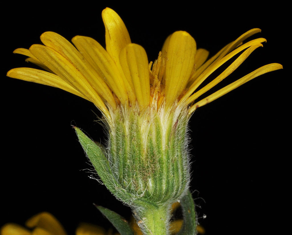 Flora of Eastern Washington Image: Heterotheca villosa 9