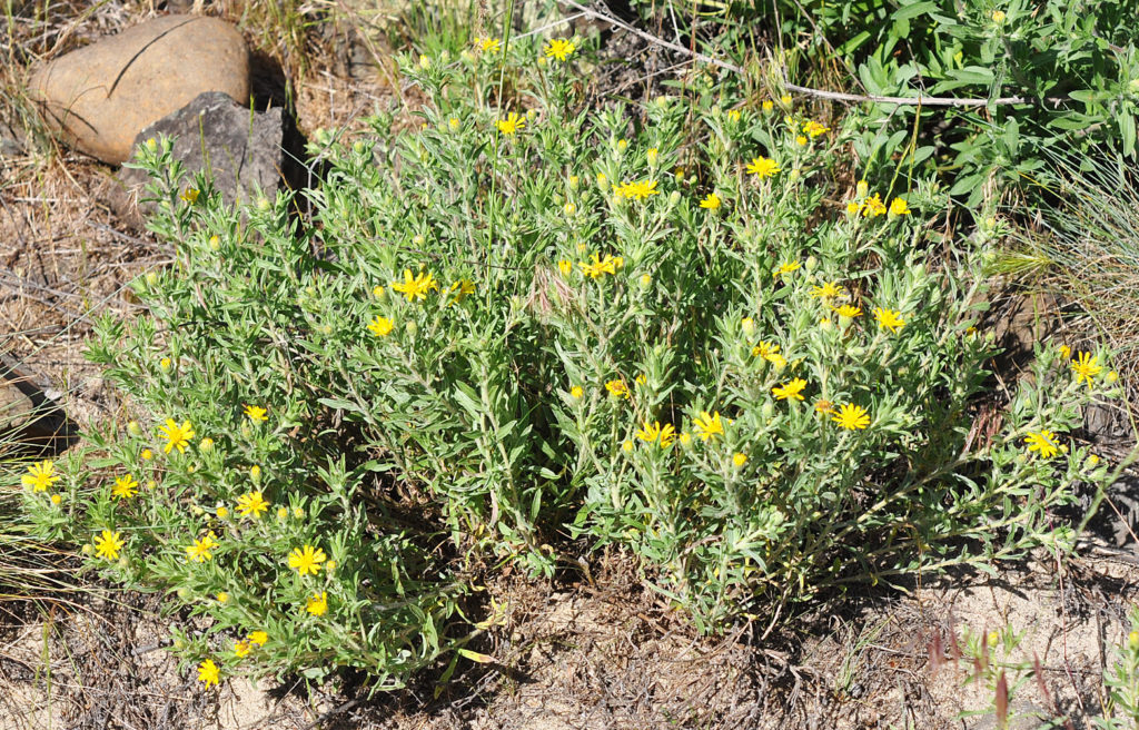 Flora of Eastern Washington Image: Heterotheca villosa