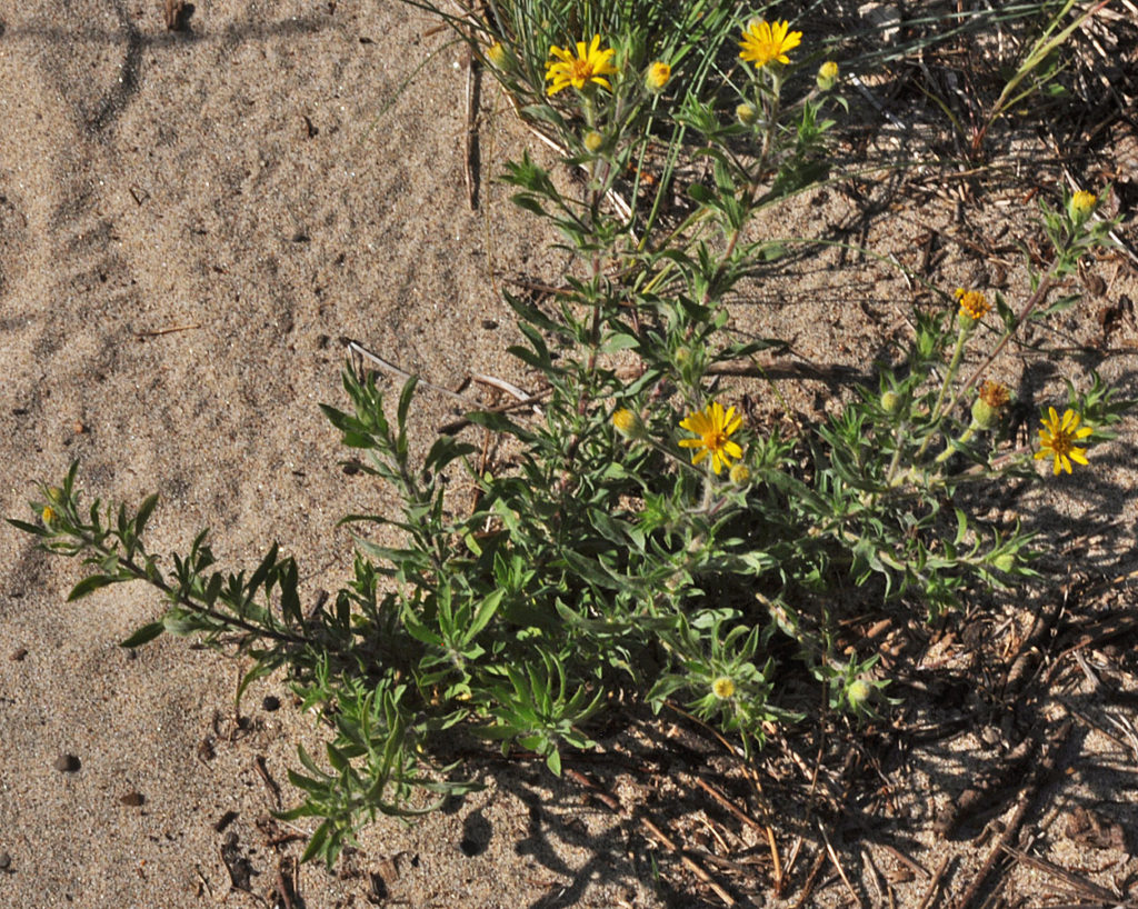 Flora of Eastern Washington Image: Heterotheca villosa 2