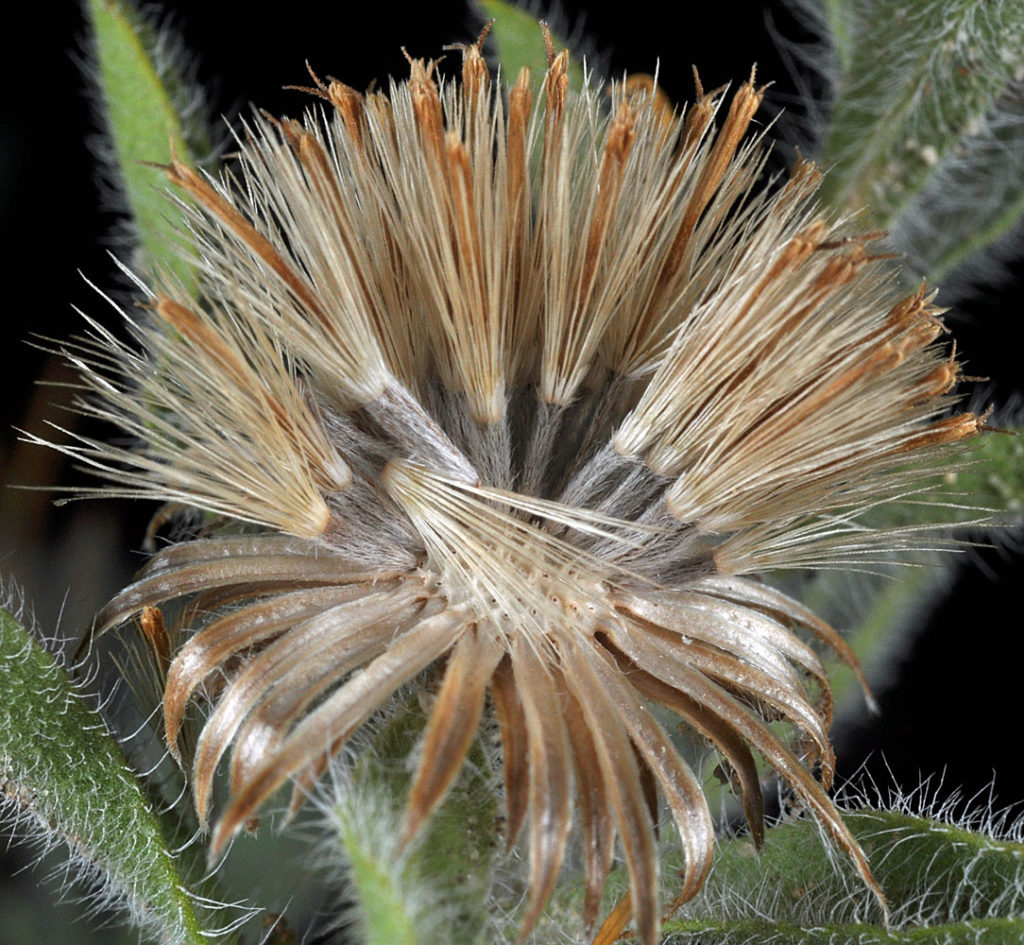 Flora of Eastern Washington Image: Heterotheca villosa 23