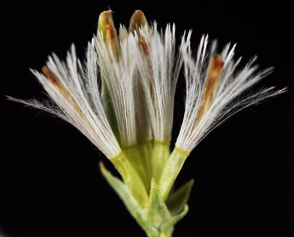 Flora of Eastern Washington Image: Stephanomeria tenuifolia cross sesction of flower