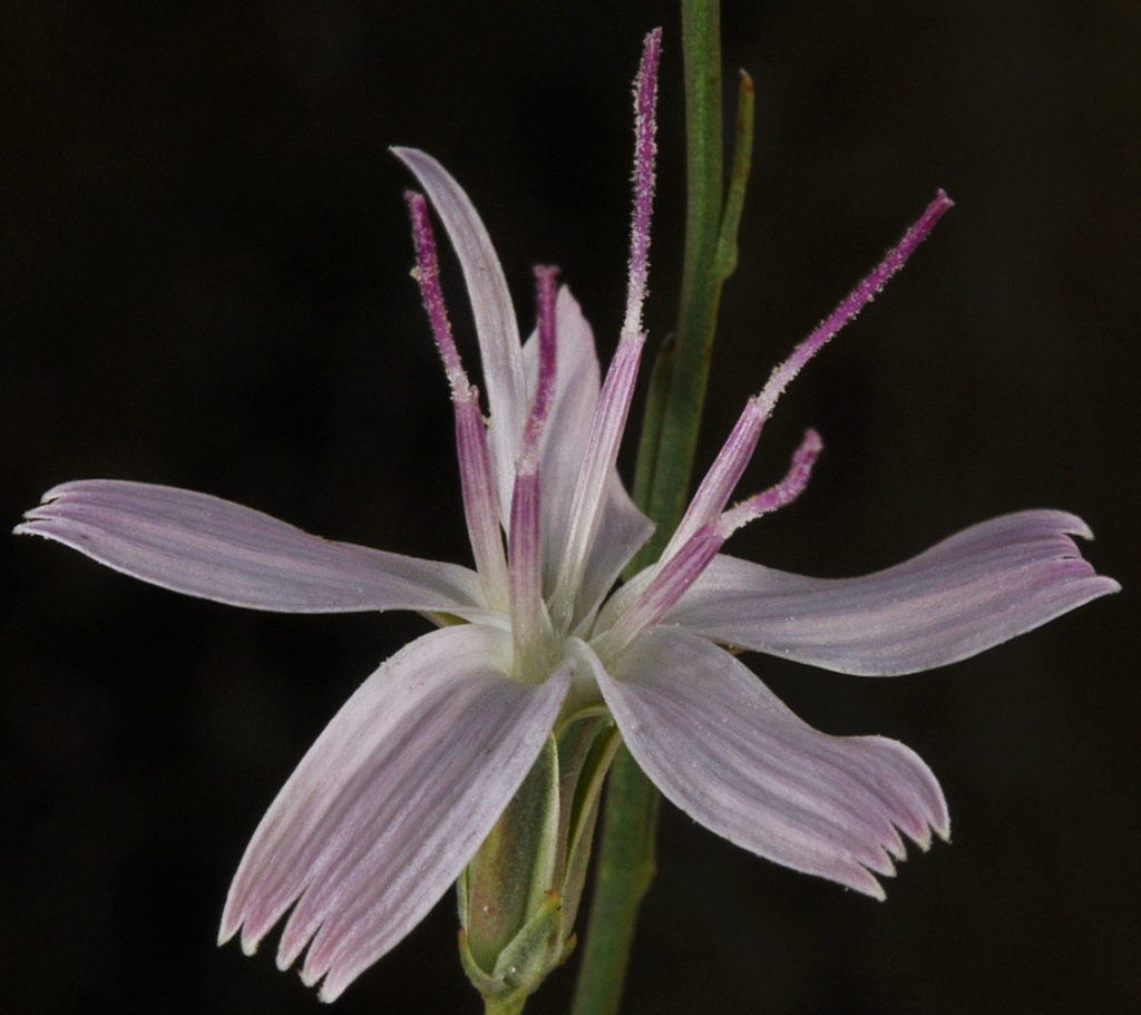 Flora of Eastern Washington Image: Stephanomeria tenuifolia side profile of flower