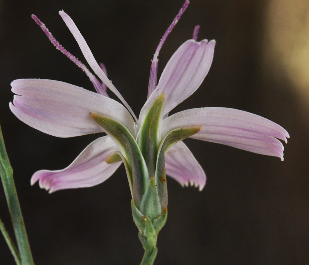 Flora of Eastern Washington Image: Stephanomeria tenuifolia underside of flower