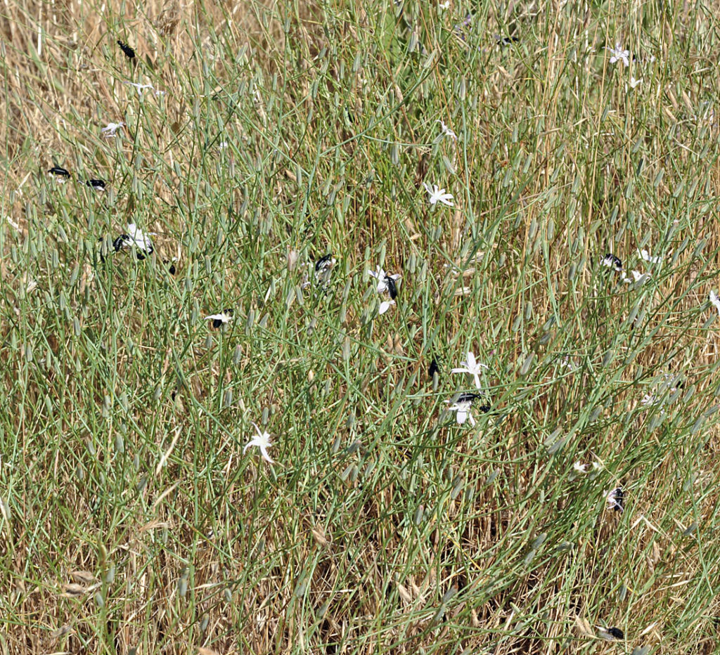 Flora of Eastern Washington Image: Stephanomeria tenuifolia full plant in nature