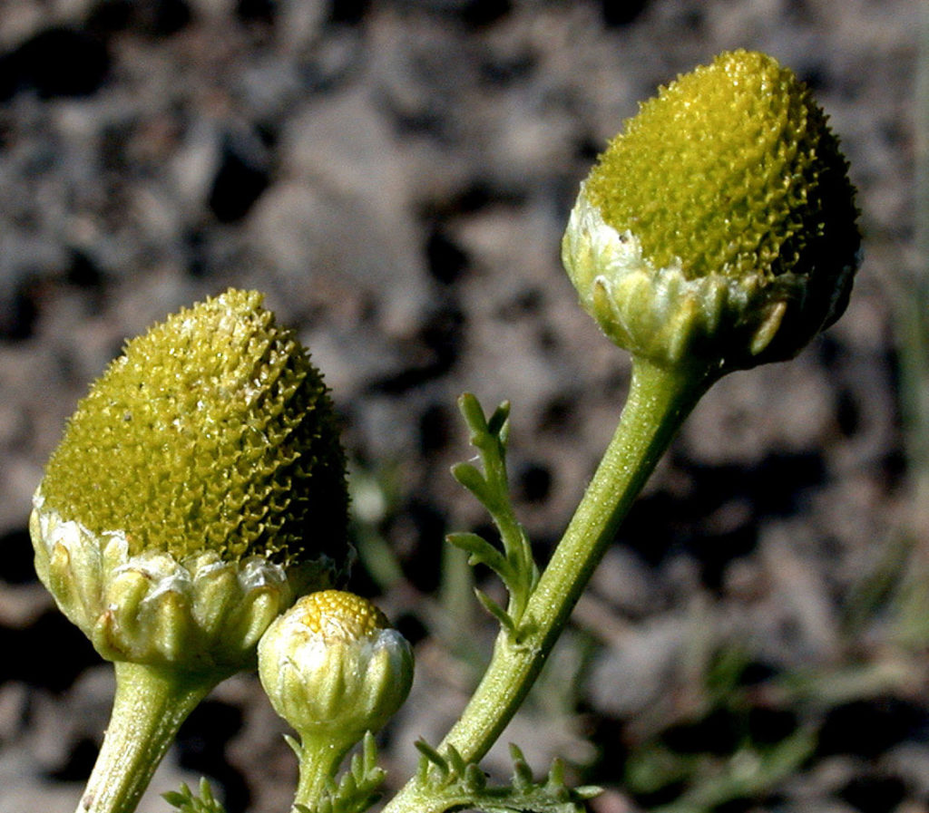 Flora of Eastern Washington Image: Matricaria discoidea 2