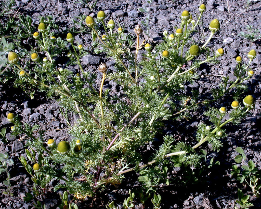 Flora of Eastern Washington Image: Matricaria discoidea